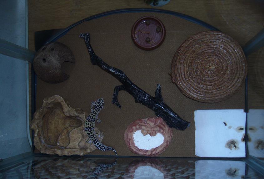3 Female Enclosure