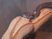 M. bredli