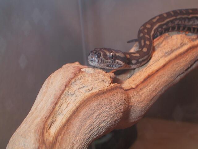 M. bredli