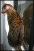 Spotted spine