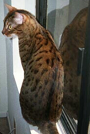 Spotted spine