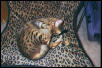 Camouflage
