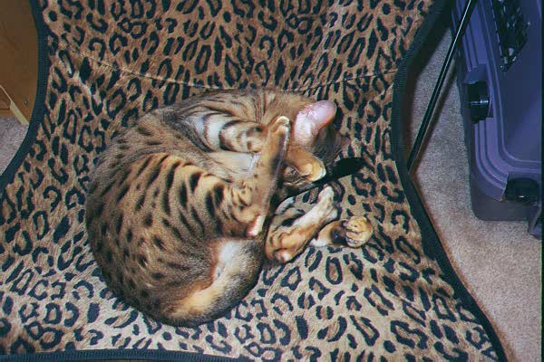 Camouflage