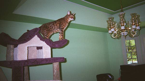 Chandelier