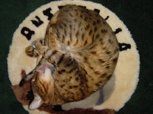 Keep your tail clean