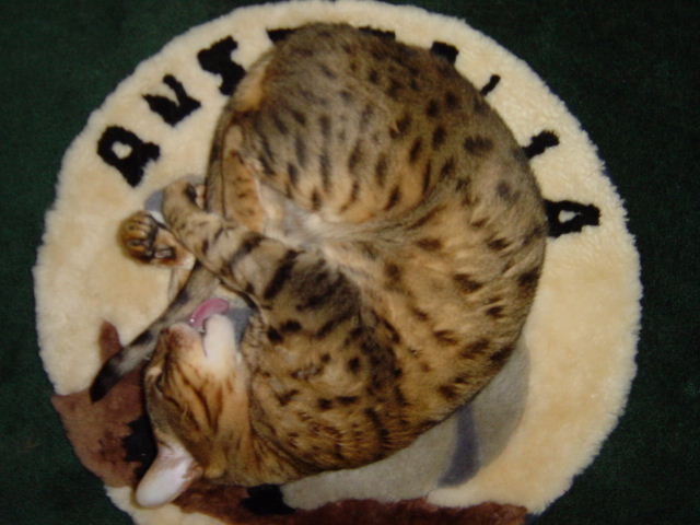 Keep your tail clean