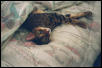 Purrrrrrrrs