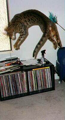 Juuuuuuuump!