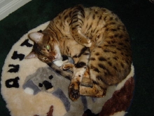 Koala bed