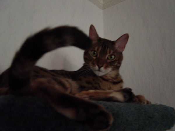 Wannabe Maine Coon?