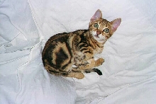 Is there anything cuter than a Bengal kitten?