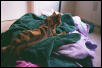 King of the laundry