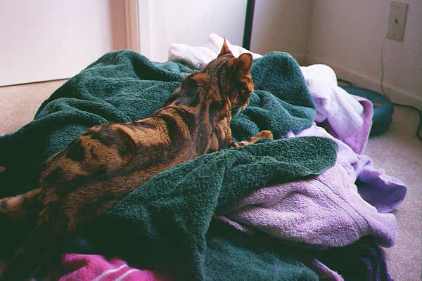 King of the laundry