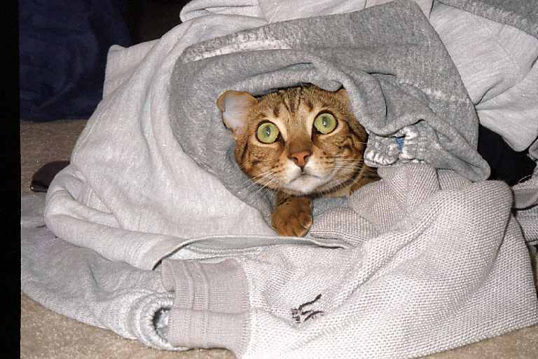 Hiding