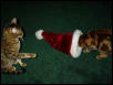Santa Hat Showdown Part 3