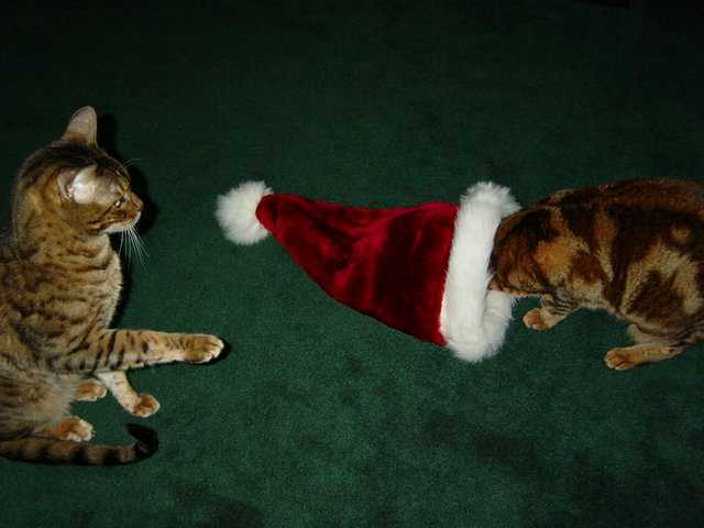 Santa Hat Showdown Part 3
