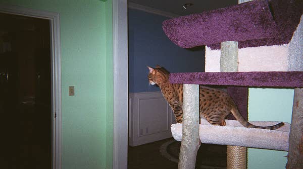 Scratching post