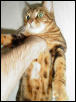 Wardrobe Malfunction