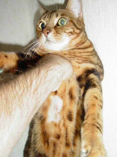 Wardrobe Malfunction