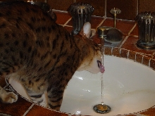 Some cats just don't like the bowl