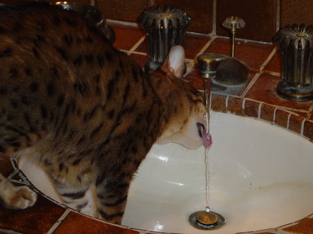 Some cats just don't like the bowl