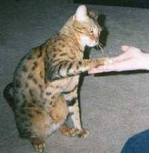 Shake