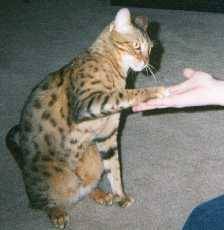 Shake