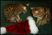Santa Hat Showdown Part 1