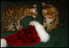Santa Hat Showdown Part 2