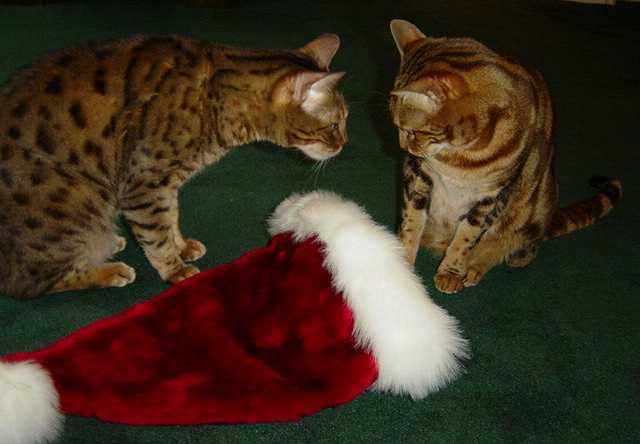 Santa Hat Showdown Part 2