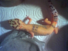 Name that morph?