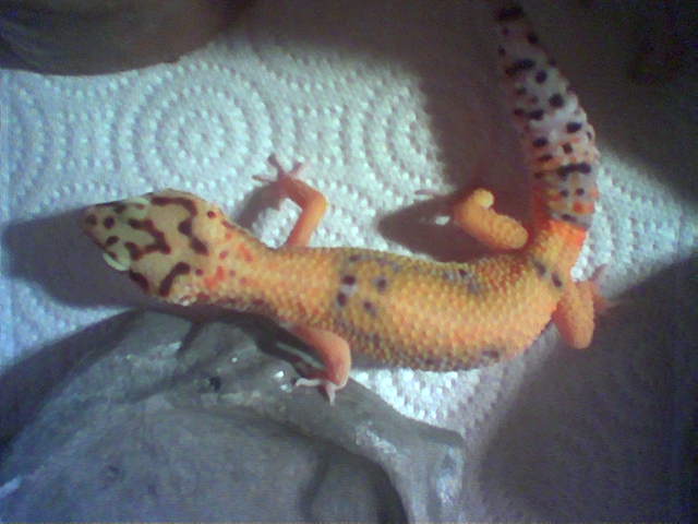 Name that morph?