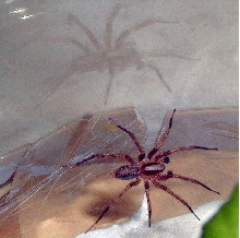 WOlf Spider or Grass Spider?