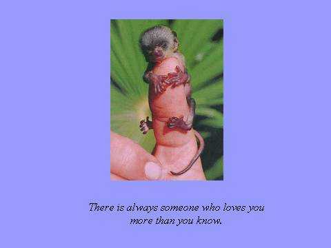 monkey critter?