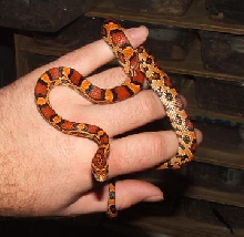 Abbott Female