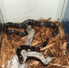 Cook Co Thin Banded female