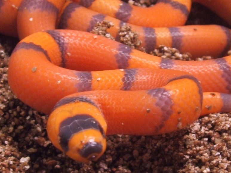 hypohondo4