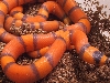 HYPO Hondo1