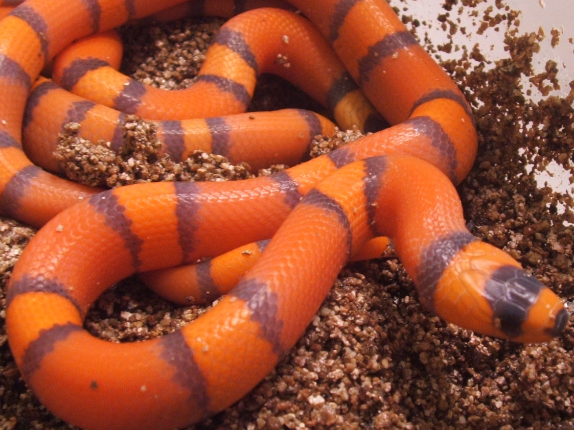 HYPO Hondo1