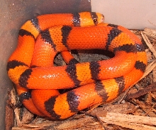 04 Hypo Hondo