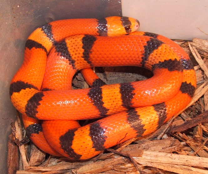 04 Hypo Hondo