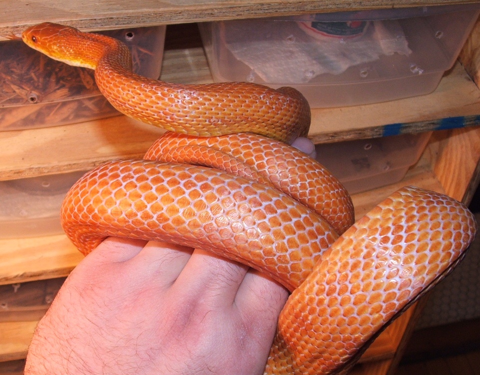 Hypo Male Glades