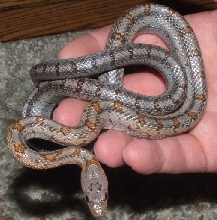 Bairds Male