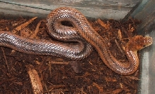 Baird Female full