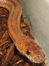 ?bairds female
