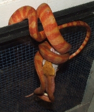 ATB Orange