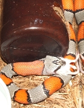 Feeding Alerna