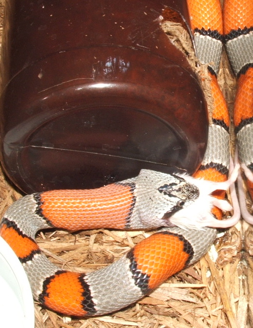 Feeding Alerna
