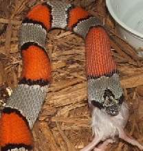 Alterna Feeding