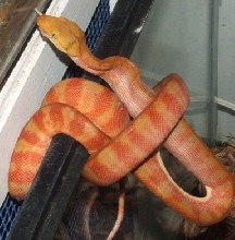 ATB Orange1